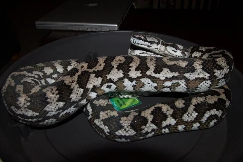 Eastern Carpet Python — Jungle x Coastal cross, CB 2024 male