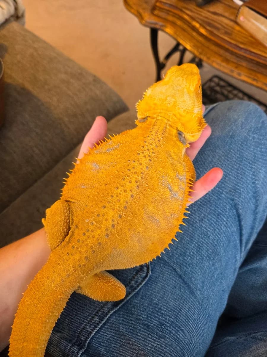 Bearded Dragon 