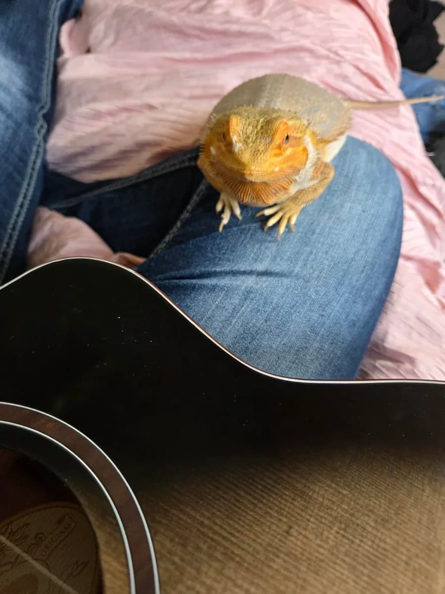 Bearded Dragon  photo 3
