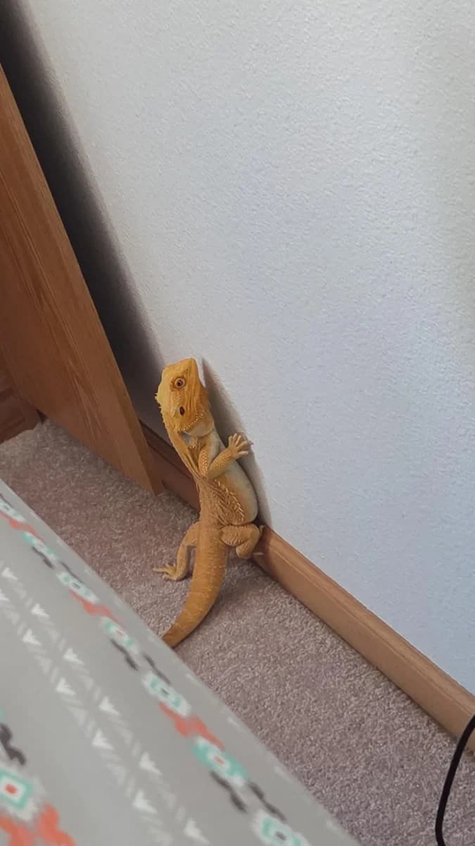 Bearded Dragon  photo 2