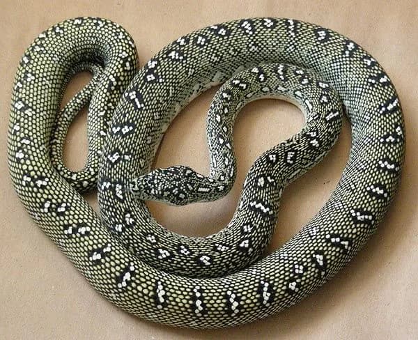 Diamond Python — CB 2023 male, Sydney-locality bloodlines