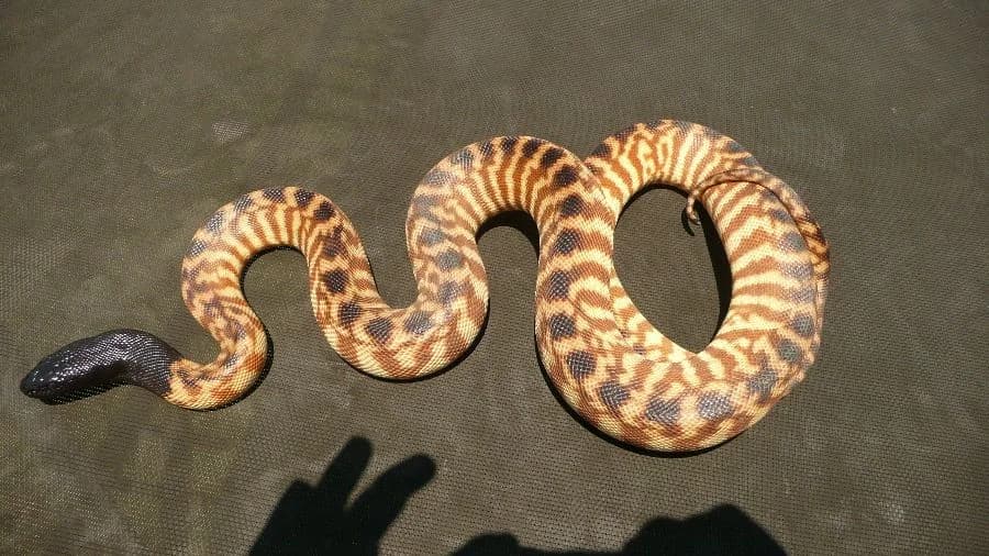 Black-headed Python — CB 2023 male