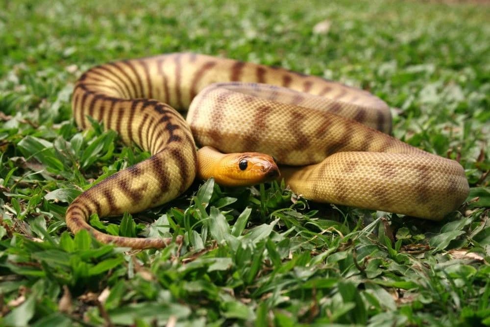 Woma Python — CB 2024 male