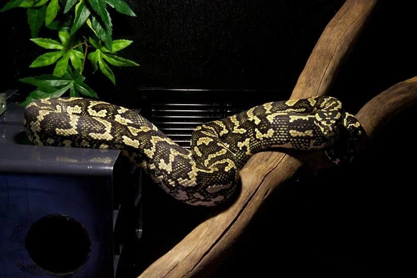 Jungle Carpet Python — Yellow phase male, CB 2023