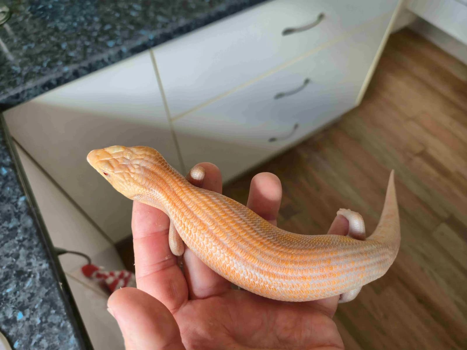 LAVA BLUE TONGUE LIZARD photo 3