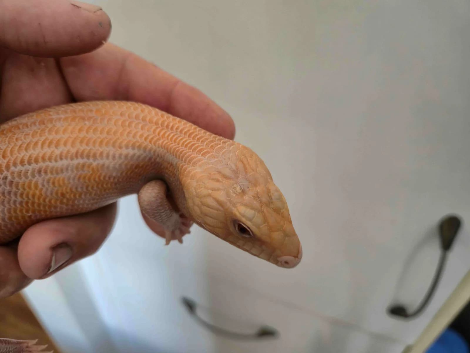 LAVA BLUE TONGUE LIZARD photo 2