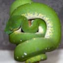 Hawkesbury Pythons
